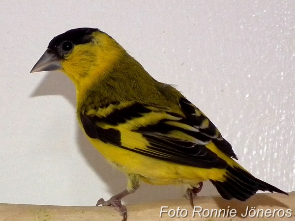 Gulkindad Siska hane (Carduelis yarrellii)